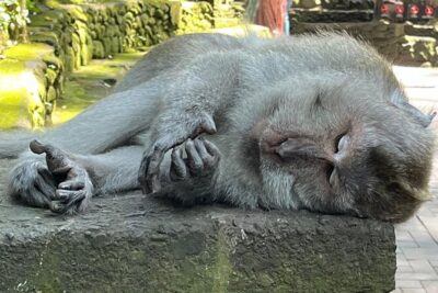 Ubud Private Nature and Temple Tour