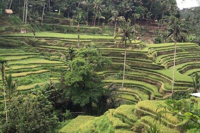 Ubud Private Tour : Best Of Ubud - Guided Tour - D’Alas Swing adds an optional thrill