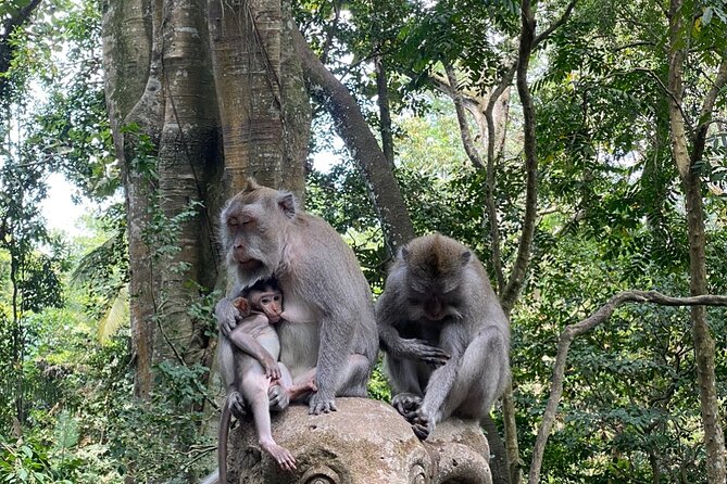 Ubud Private Tour: Monkey Forest, Rice Terrace, Temple, Waterfall - Sacred Monkey Forest: temples among the macaques