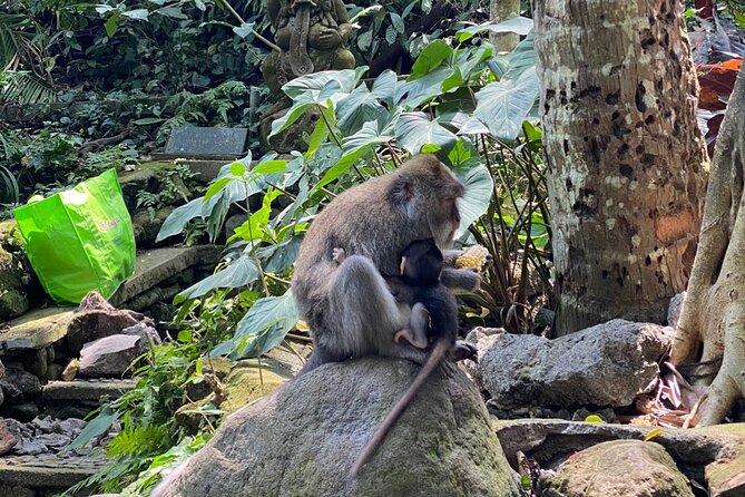 Ubud Private Tour: Monkey Forest, Rice Terrace, Temple, Waterfall - The 90-minute ride from Seminyak to Ubud