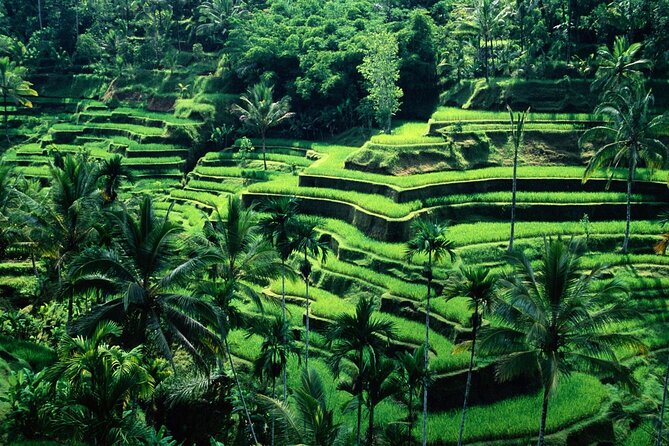 Ubud Private Tour : Ubud Temple and Authentic of Ubud - Reading the carvings at Batuan Temple