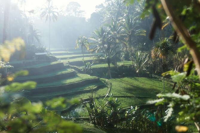 Ubud Private Tour - Waterfalls, Water Temple & Rice Terraces - Tegallalang Rice Terrace: A Strong Finish