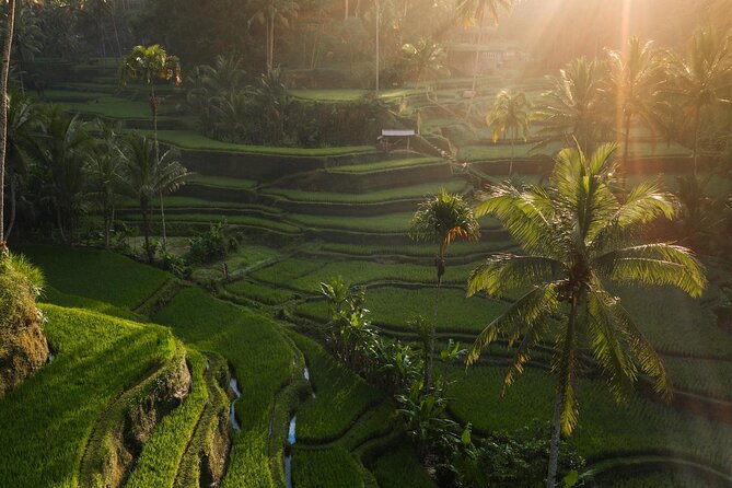 Ubud Private Tour - Waterfalls, Water Temple & Rice Terraces - Why The Private Car Matters