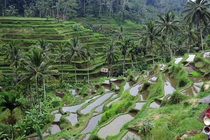 Ubud private tours - Why the private vehicle matters in Bali