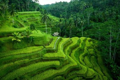 Ubud Private Tours with Jungle Swing Experience – all inclusive