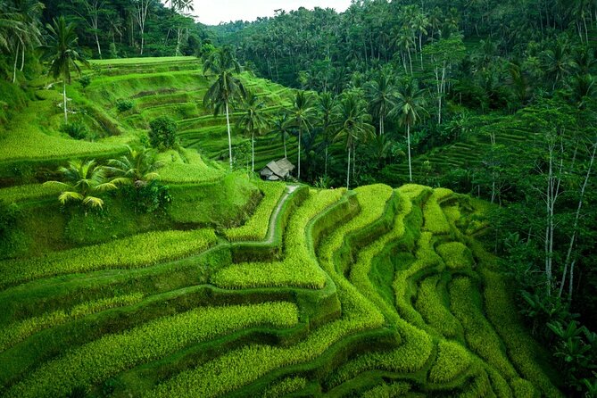 Ubud Private Tours with Jungle Swing Experience - all inclusive - Swing Heaven gives you the biggest photo window