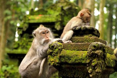 Ubud Sacred Monkey Forest & Art Village Tour