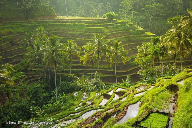 Ubud Surounding Tour - Sacred Monkey Forest: begin with Ubud’s spiritual side