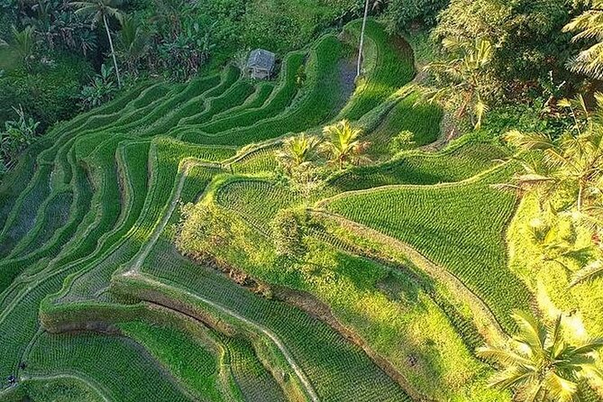 Ubud: Swing - Monkey Forest - Waterfall - Temple - Rice Terraces - Art Crafts - Gallery Ada Garuda and Bali’s woodcarving tradition