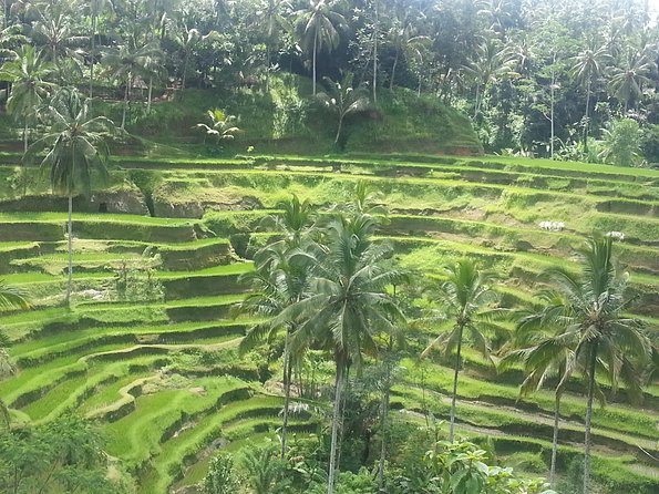 Ubud Tegalalang Rice Teracce & Tanah Lot Tour - What this Bali day tour is really trying to do