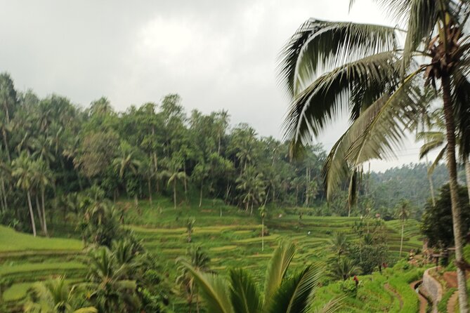 UBUD : Temple and Waterfall All Inclusive Day Tour - Seeing farming at Tegalalang Rice Terrace