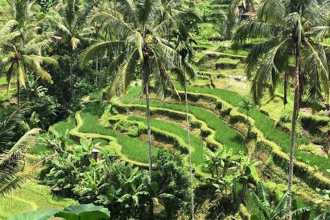 Ubud Temples, Waterfalls, Rice Terraces & Balinese Culture - What the $35 price really buys