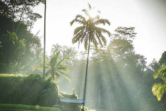 Ubud Temples, Waterfalls, Rice Terraces & Balinese Culture - Timing, comfort, and practical concerns