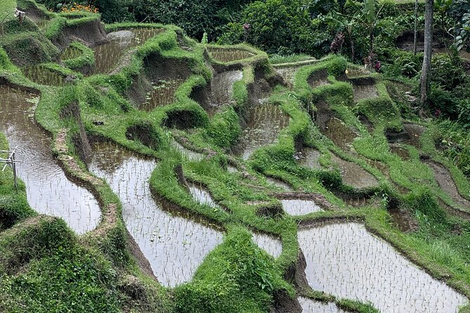 Ubud Top Tours to Discover Bali’s Cultural and Natural Wonders - Seeing the rice terraces from Pakudui Village