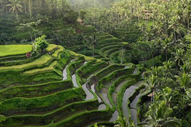 Ubud Tour-All Inclusive with Jungle Swing And Lunch - Why this Ubud route works