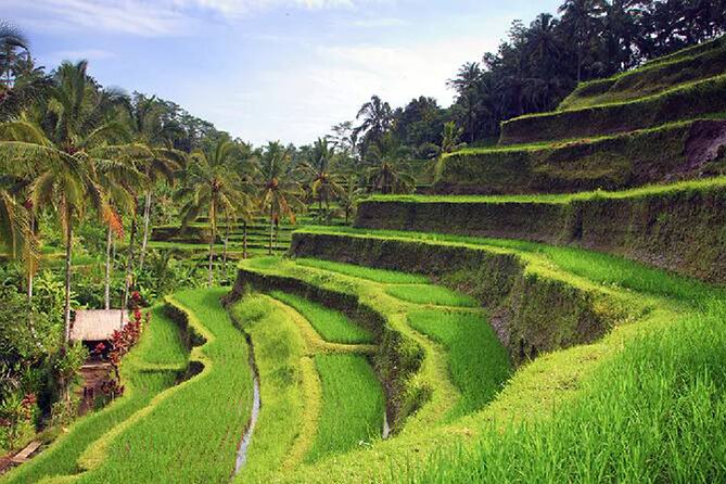 Ubud Tour - Best of Ubud - All Inclusive - Why this Ubud day tour works
