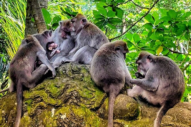 Ubud Tour - Highlight of Ubud - Traditional Tour - The value of a private $85 vehicle