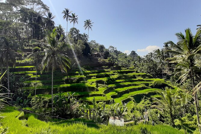 Ubud Tour - Highlights of Ubud - The day at a glance