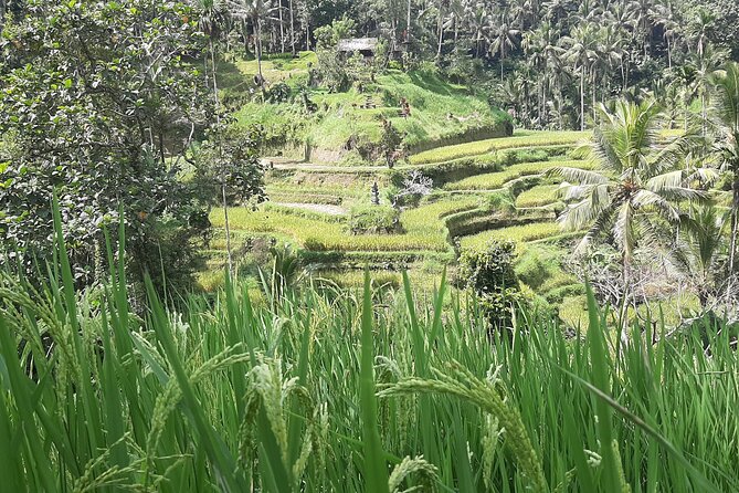 Ubud Tour - Highlights of Ubud - Kumulilir: coffee, plantation views, and a short pause