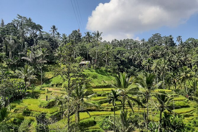 Ubud Tour - Highlights of Ubud - What the guide adds to the experience