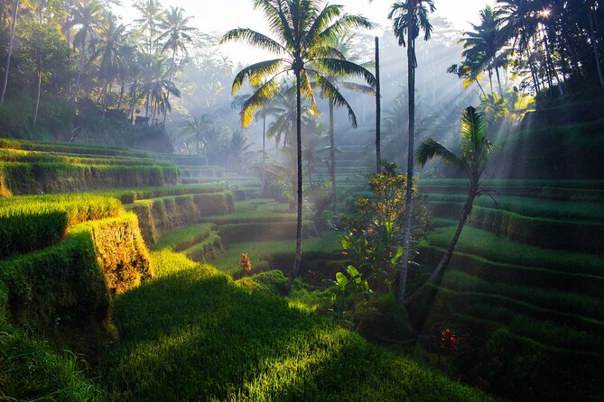 Ubud waterfall, rice terraces, and swing explore - What the $41 price really covers
