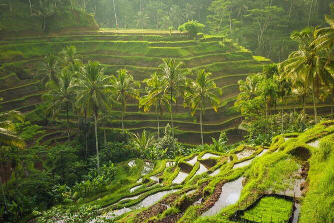 Ubud waterfall, rice terraces, and swing explore - Timing, comfort, and what to bring