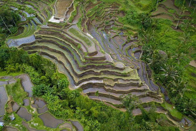 Ubud White Water Rafting, Rice Terrace and Jungle Swing - Why private transport improves this busy route