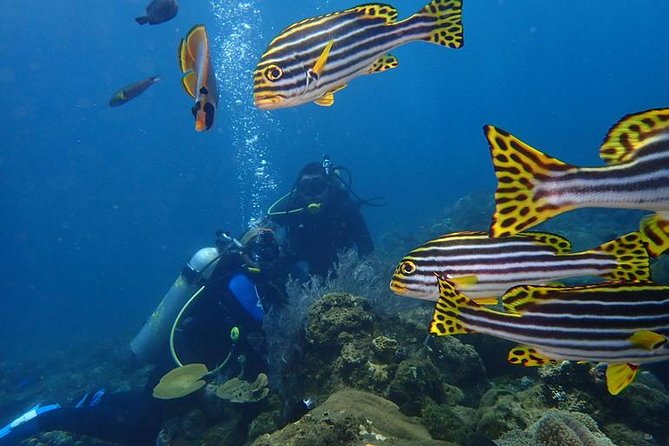 USS Liberty Shipwreck Scuba Diving at Tulamben Bali - The second 35-minute session: seeing the wreck with fresh eyes