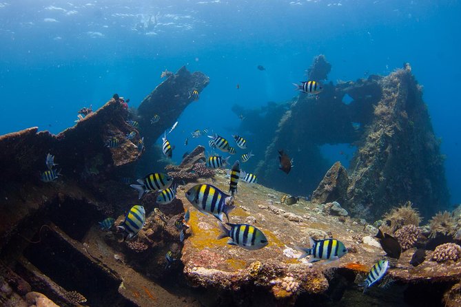 USS Liberty Shipwreck Scuba Diving at Tulamben Bali - The USS Liberty itself: coral, swim-throughs, and fish