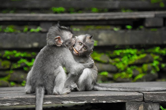 Utterly Ubud - Sacred Monkey Forest for the final major stop