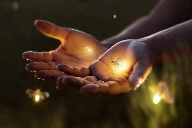 VIllage Firefly Night Tour - Ubud Bali - Five Things To Know Before You Go
