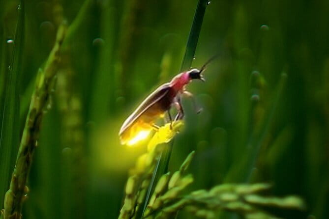 VIllage Firefly Night Tour - Ubud Bali - Who Will Enjoy This More?
