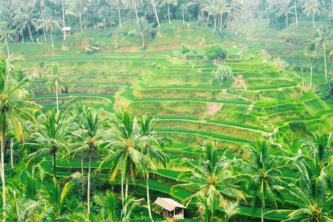 Volcano Jeep Adventure and Ubud Tour - Lunch, Transport, and What the $85 Covers