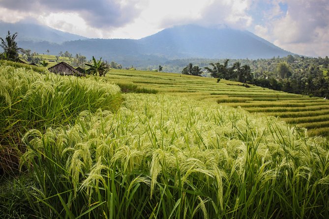 West Bali Tour: Taman Ayun, Ulun Danu Beratan, Jatiluwih Rice Terrace, Tanah Lot - What the private driver adds to the day