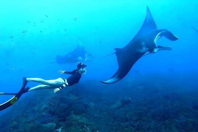 West Nusa Penida Island Snorkeling Tour - From Bali Island - Key points to know before booking