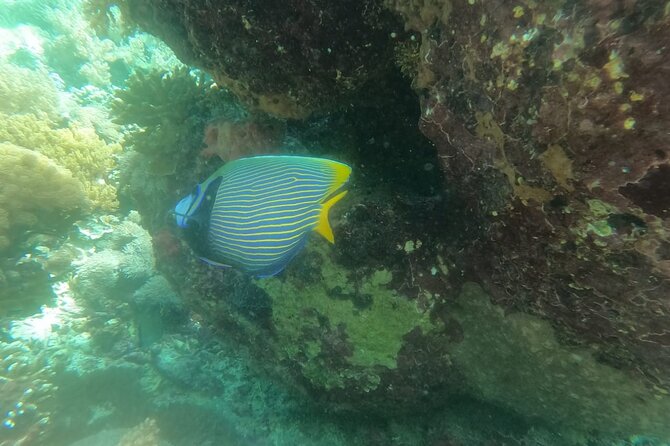 West Nusa Penida With Snorkeling Private Guided Tour - Gamat Bay: coral, fish, and a lively encounter